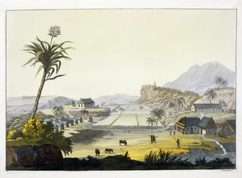 Piantagione di zucchero, Antille